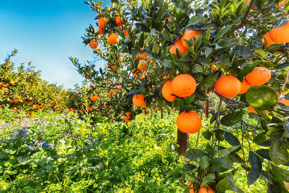 03 Sicily Palermo Ripe-oranges - Sicily oranges