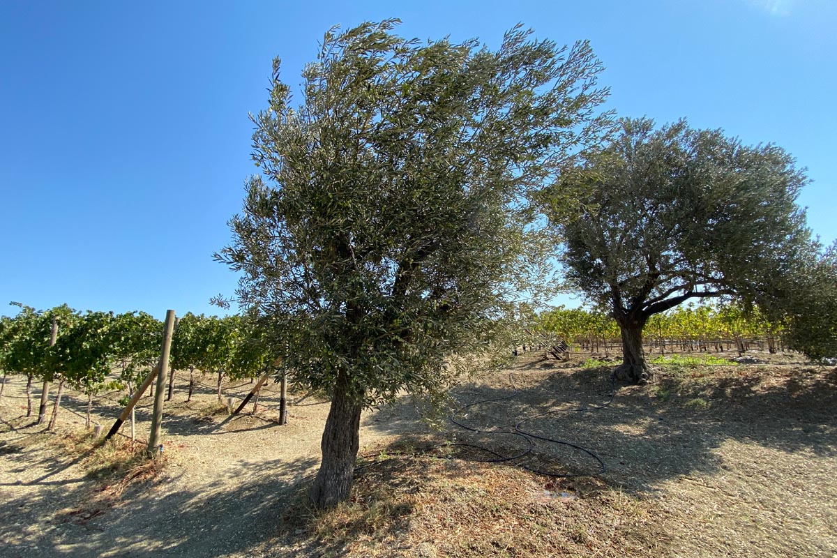 Turkey DD 02 Datca vignoble oliviers - Datca peninsula Vineyard in Aegean Sea with olive trees. Vineyard in Datça, Turkey near Aegean Sea. Olive trees and blue sky. Clear and sunny day.