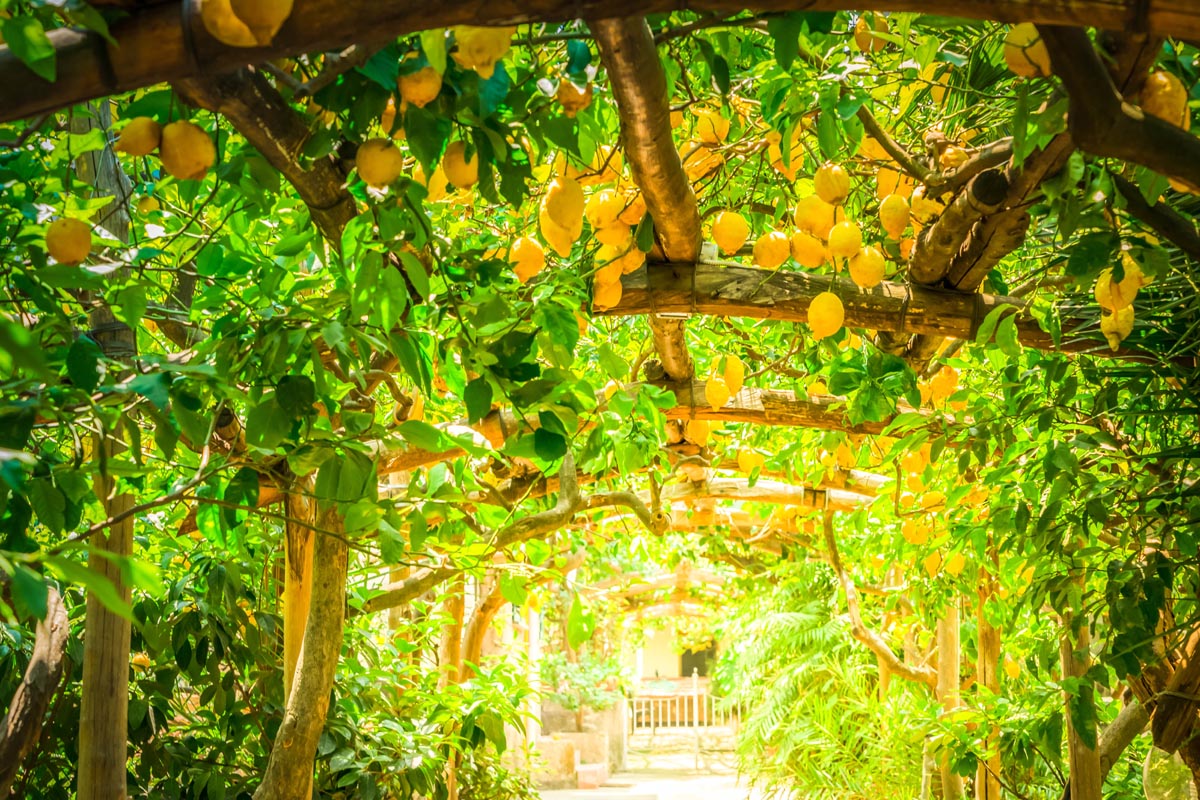 Fruits in Lemon garden of Sorrento at summer, retro toned - Lemon garden in sorrento - How about limoncello tasting !