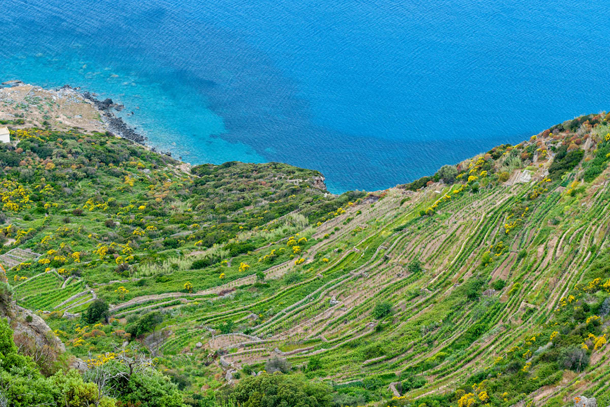 PONTINE ISL 02 PONZA National Park of Circeo, vineyards in Punta Fieno - Ponza National Park of Circeo, vineyards in Punta Fieno