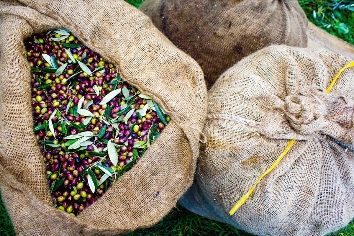 Peloponnese Kalamata olives